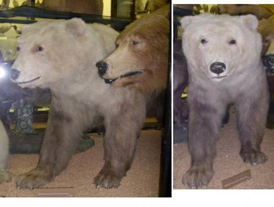 Grizzly Polar Bear Interbreeding