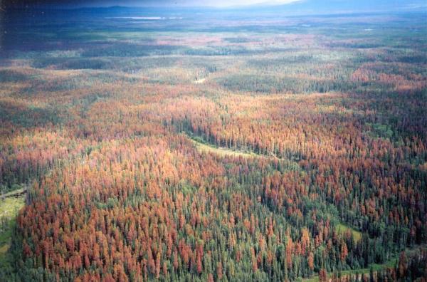 Pine Beetle Destruction